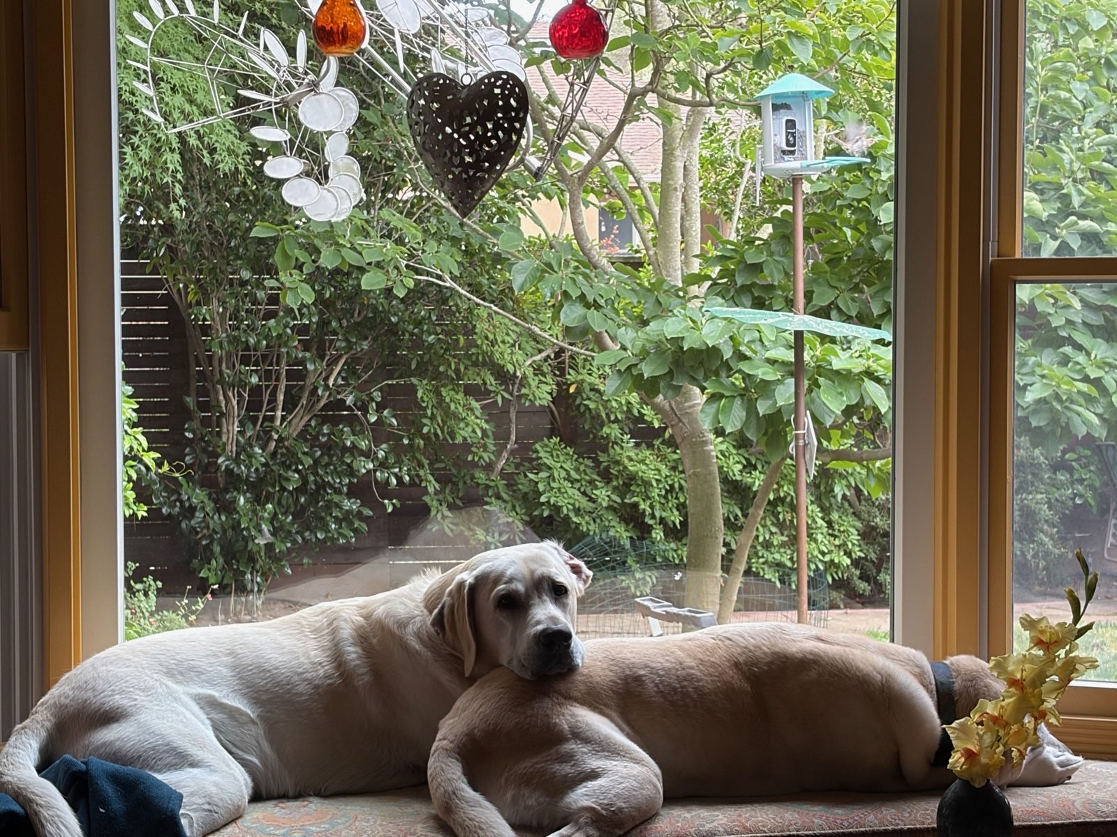Polar Bear resting his head on Violet on the window seat, garden behind them