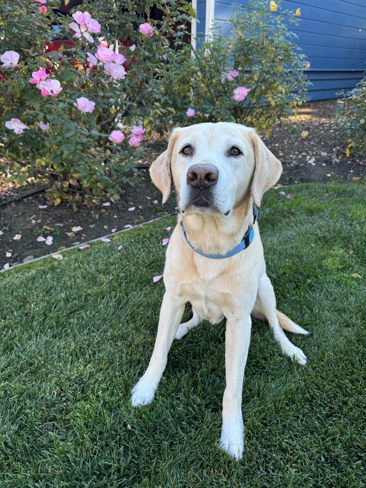 Reckless, a yellow lab, sitting on the lawn in front of rose bushes