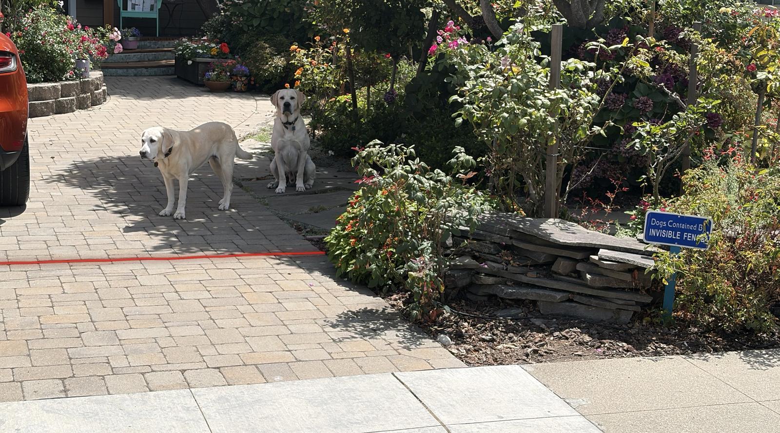 Two yellow labs standing on the driveway behind the red line, with a sign reading Dogs Contained By Invisible Fence